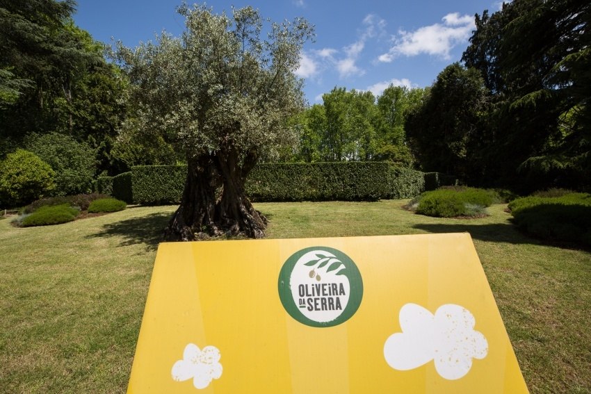 Activação Oliveira da Serra em Serralves