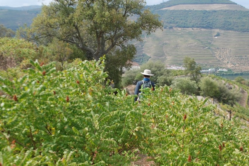 O Douro também é de terra batida