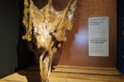 “Extinção – o fim ou o início?” na Alfândega do Porto