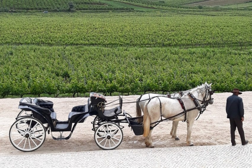 Mais enoturismo na Quinta do Gradil