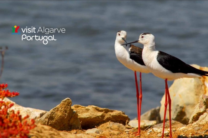 Algarve lança três novos guias dedicados ao turismo de natureza