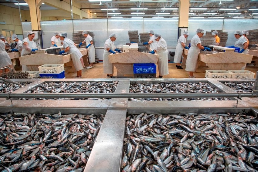 Conservas Pinhais Factory Tour: uma viagem pela história da empresa e da indústria